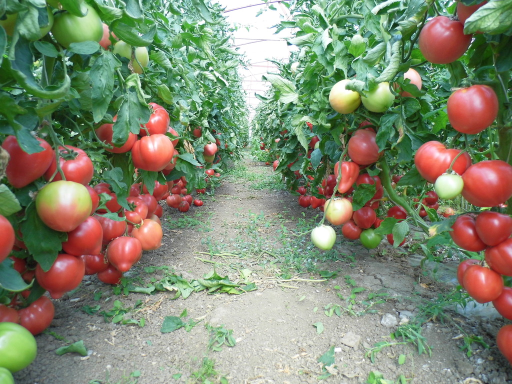 Томат Арбузный: описание сорта. Удивительные полосатые помидоры, мясистые и очень вкусные